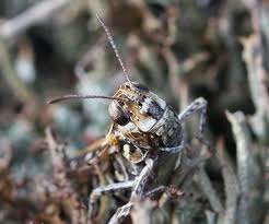 Attēlu rezultāti vaicājumam “Myrmeleotettix maculatus”