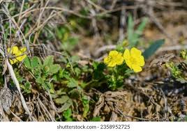 Attēlu rezultāti vaicājumam “Potentilla arenaria flower”