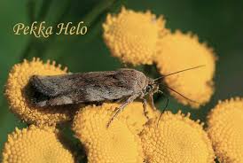 Attēlu rezultāti vaicājumam “Cryptocala chardinyi”