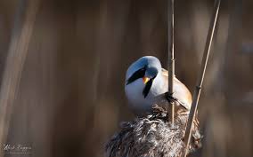 Attēlu rezultāti vaicājumam “Panurus biarmicus male”
