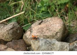 Attēlu rezultāti vaicājumam “Scardia boletella pupa”