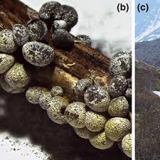 Attēlu rezultāti vaicājumam “Badhamia nitens sessile”