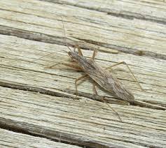 Attēlu rezultāti vaicājumam “Nabidae”