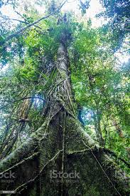 Image result for синхараджа