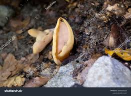 Attēlu rezultāti vaicājumam “Otidea onotica”