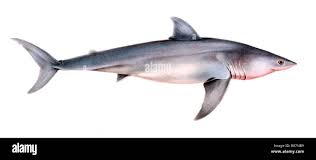 Image result for Carcharias