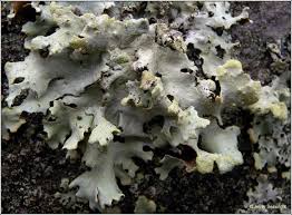 Attēlu rezultāti vaicājumam “Hypotrachyna sp.”