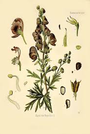 Attēlu rezultāti vaicājumam “Aconitum napellus leaf”