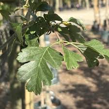 Attēlu rezultāti vaicājumam “Crataegus laevigata leaf”