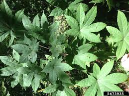 Attēlu rezultāti vaicājumam “Kalopanax septemlobus”