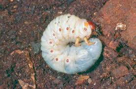 Attēlu rezultāti vaicājumam “Oryctes nasicornis larva”