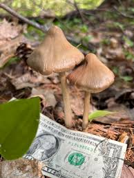 Attēlu rezultāti vaicājumam “Entoloma vernum”