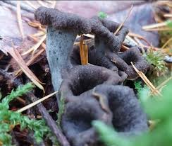 Attēlu rezultāti vaicājumam “Cratarellus cornucopioides”