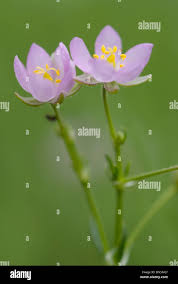 Attēlu rezultāti vaicājumam “Spergularia rubra flower”