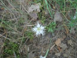 Attēlu rezultāti vaicājumam “Dianthus arenarius bud”