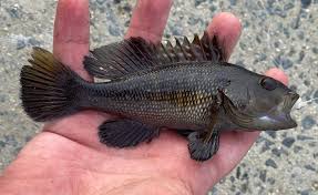 Image result for Centropristis striata