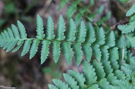 Attēlu rezultāti vaicājumam “Dryopteris cristata”