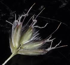 Attēlu rezultāti vaicājumam “Alopecurus pratensis flower”