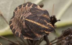 Attēlu rezultāti vaicājumam “Graphosoma lineatum nymph”
