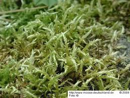 Attēlu rezultāti vaicājumam “Brachythecium campestre”