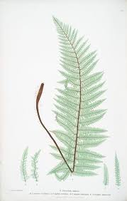 Attēlu rezultāti vaicājumam “Polystichum aculeatum”