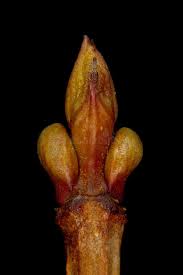 Attēlu rezultāti vaicājumam “Viburnum opulus bud”