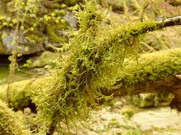 Attēlu rezultāti vaicājumam “Neckera”