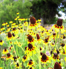 Attēlu rezultāti vaicājumam “Rudbeckia hirta var. pulcherrima flower”