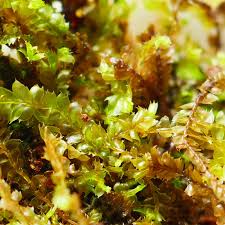 Attēlu rezultāti vaicājumam “Lophocolea bidentata”