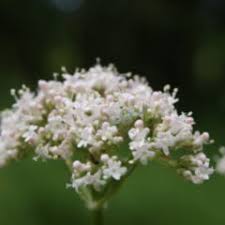 Image result for Baldrian