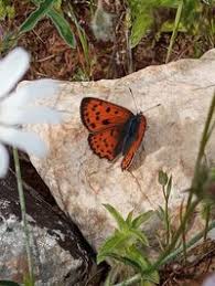 Attēlu rezultāti vaicājumam “Lycaena alciphron”