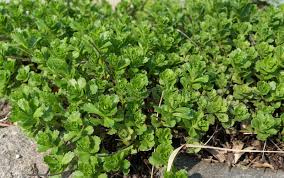 Attēlu rezultāti vaicājumam “Sedum aizoon leaf”