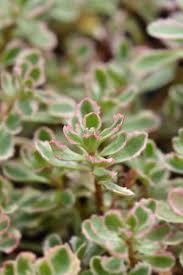 Attēlu rezultāti vaicājumam “Phedimus spurius leaf”