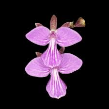 Attēlu rezultāti vaicājumam “Comatricha elegans stalked”