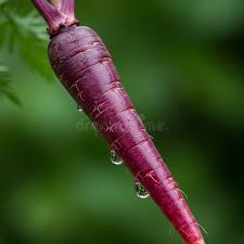 Attēlu rezultāti vaicājumam “Daucus carota subsp. carota fruit”