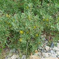 Attēlu rezultāti vaicājumam “Myrica gale”