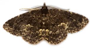 Attēlu rezultāti vaicājumam “Parascotia fuliginaria”