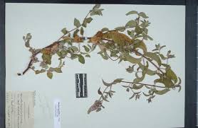 Attēlu rezultāti vaicājumam “Mentha longifolia”