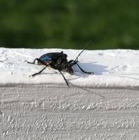 Attēlu rezultāti vaicājumam “Gaurotes virginea”