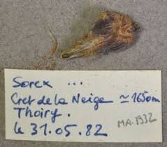 Attēlu rezultāti vaicājumam “Sorex sp.”