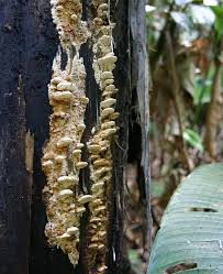 Attēlu rezultāti vaicājumam “Inonotus leporinus”