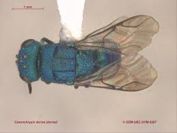 Attēlu rezultāti vaicājumam “Chrysididae”