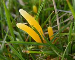 Attēlu rezultāti vaicājumam “Clavulinopsis helvola”