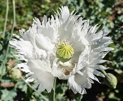 Image result for Papaver somniferum White Cloud