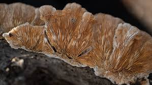 Attēlu rezultāti vaicājumam “Lamproderma nigrescens”