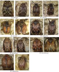 Attēlu rezultāti vaicājumam “Capsus ater imago”