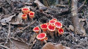 Attēlu rezultāti vaicājumam “Microstoma protracta”