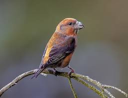 Attēlu rezultāti vaicājumam “Loxia pytyopsittacus”