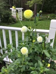 Image result for Dahlia `Snowflake`