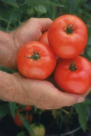 Afbeeldingsresultaat voor hawaiian white cherry tomato